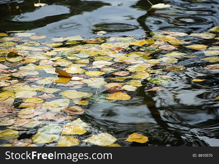 Yellow leaf over water background