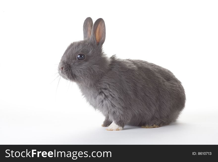 Grey bunny, isolated on white