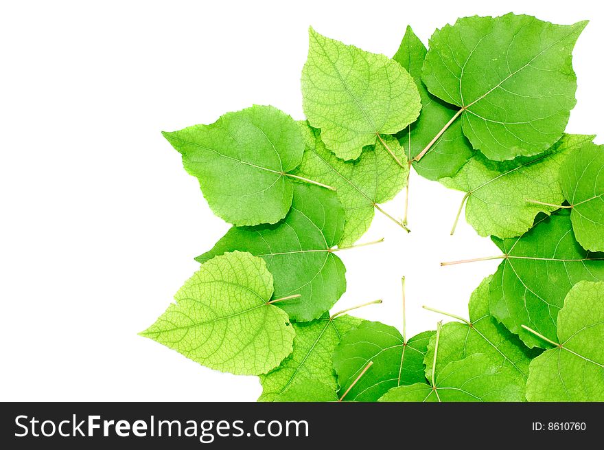 Green leaves isolated on white. Green leaves isolated on white