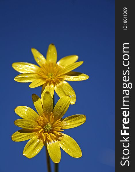 Celandine flower against blue sky