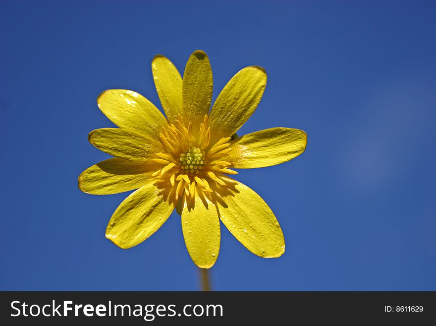 Celandine flower against blue sky