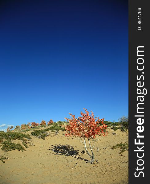 Trees in the fall with bright blue sky. Trees in the fall with bright blue sky