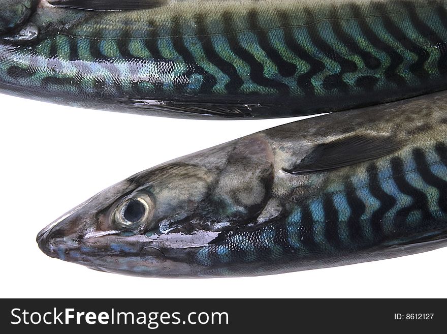 Two fishs(mackerels) isolated on the white background