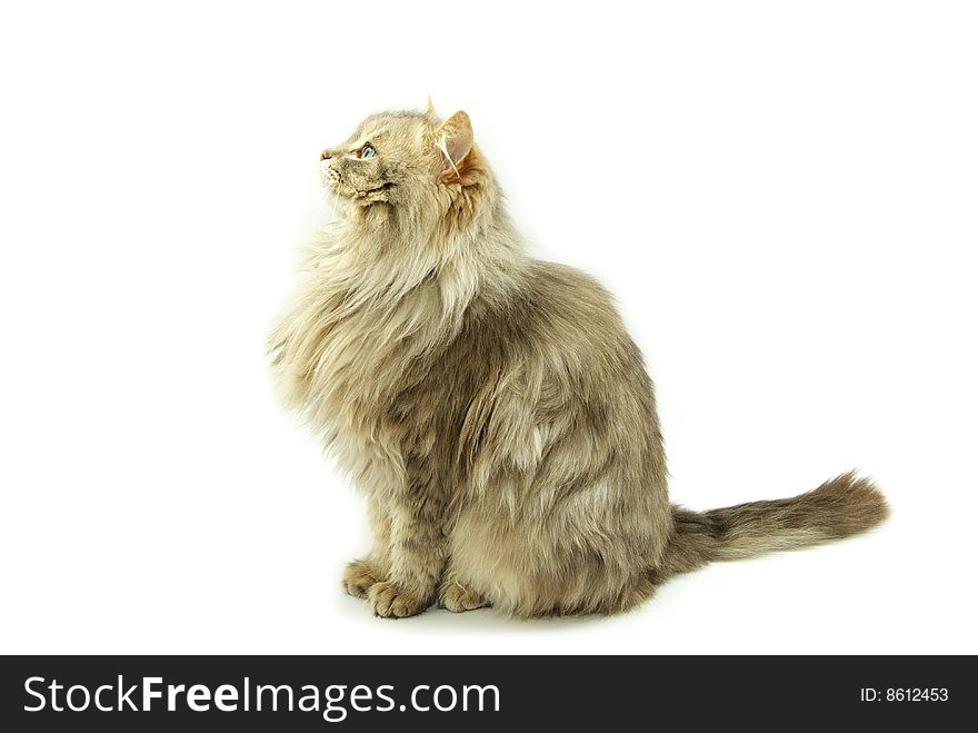 Cat  isolated on a white background