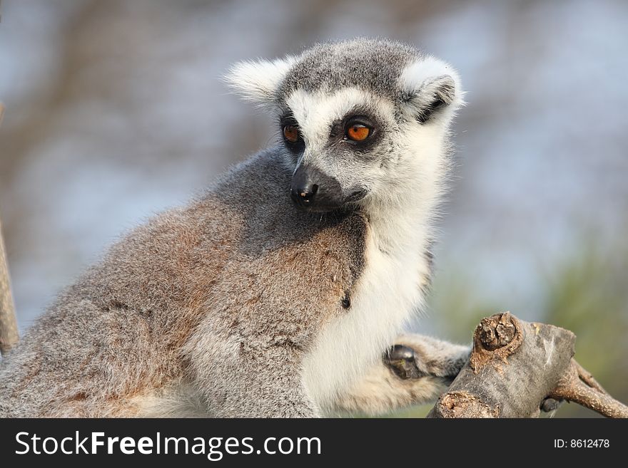 Detail of ring tailed lemur catta staring