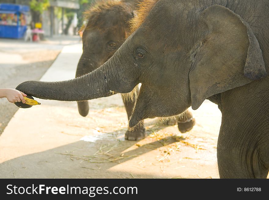 The elephant takes meal from hands of the person