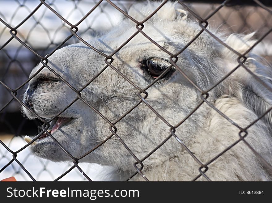 Llama. An animal is in a captivity. Zoo.