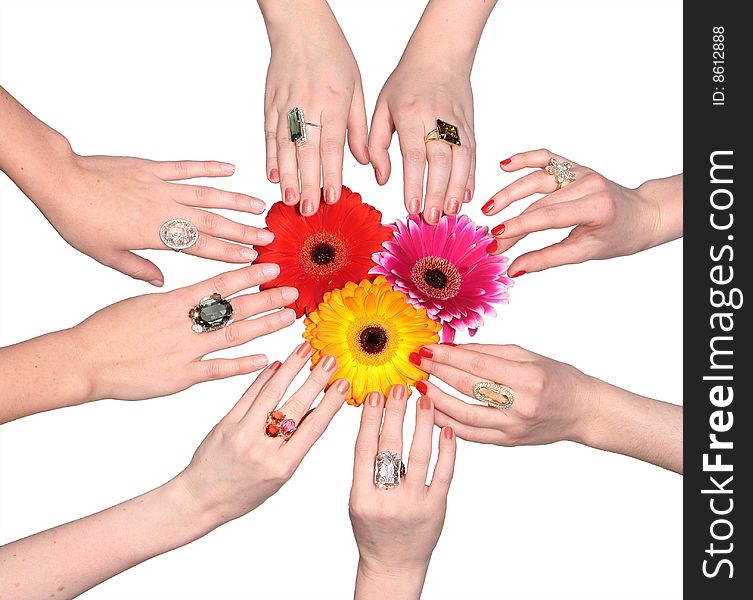 Three Flowers With Female Hands