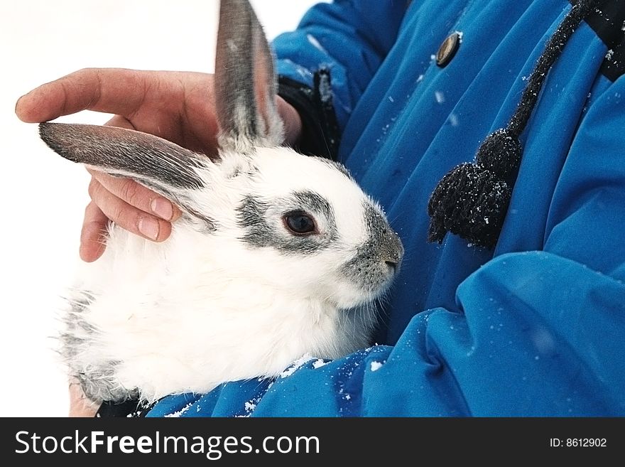 White young bunny with gray long ears and some little gray spots on its body standing in the arms of a boy. White young bunny with gray long ears and some little gray spots on its body standing in the arms of a boy.