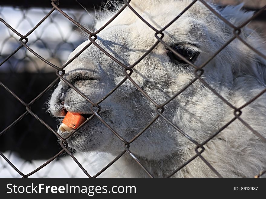 Llama. An animal is in a captivity. Zoo.