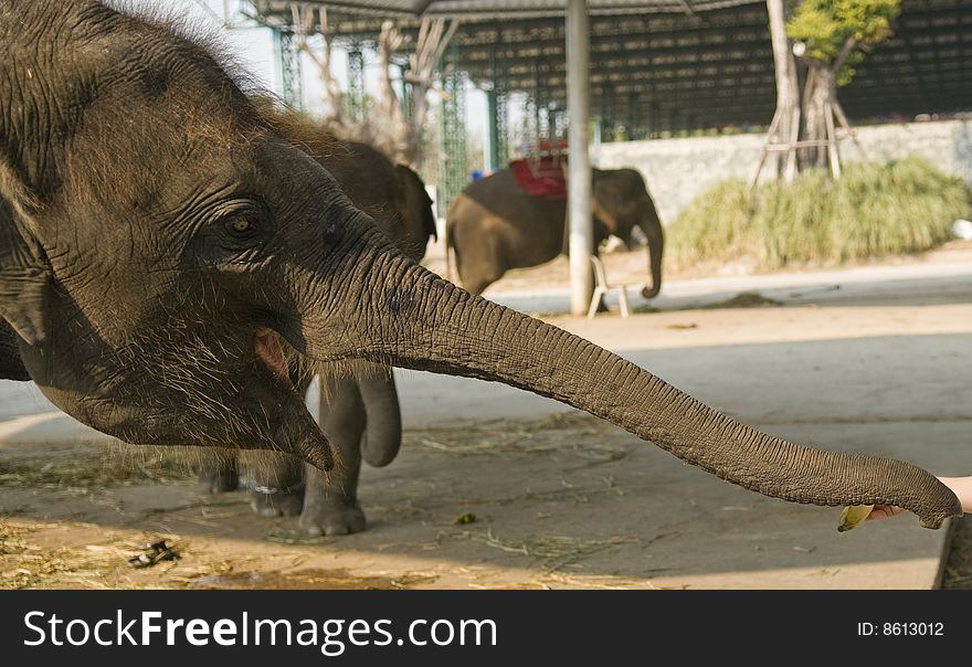 The elephant takes meal from hands of the person.