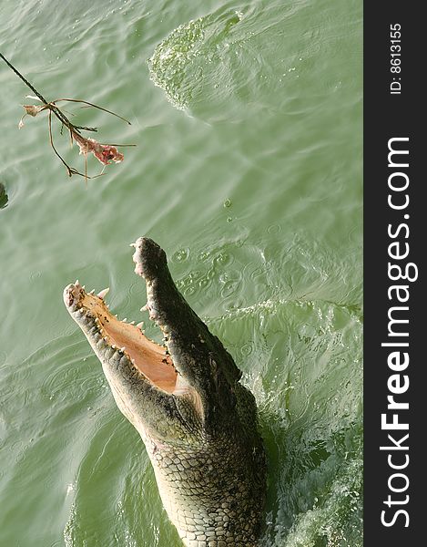 Crocodile jumping out of the water