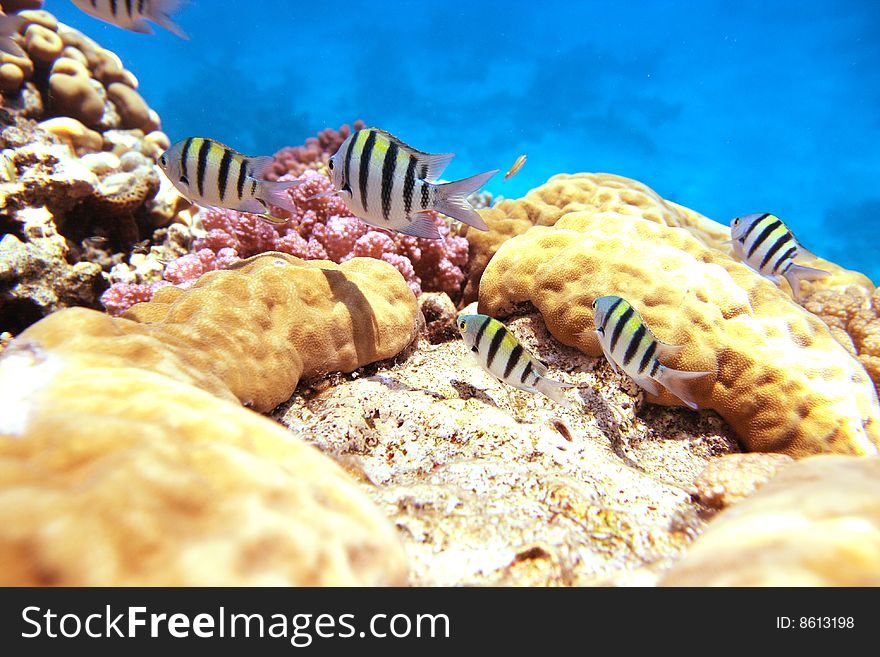 Sergente maggiore on a reef near Sharm El Sheikh, Egypt. Sergente maggiore on a reef near Sharm El Sheikh, Egypt