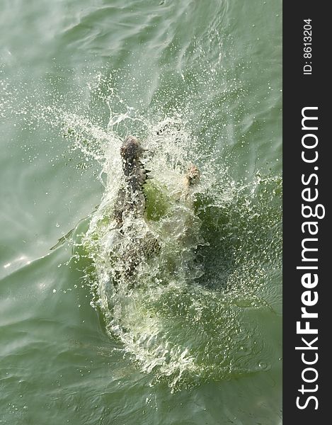 Crocodile jumping out of the water