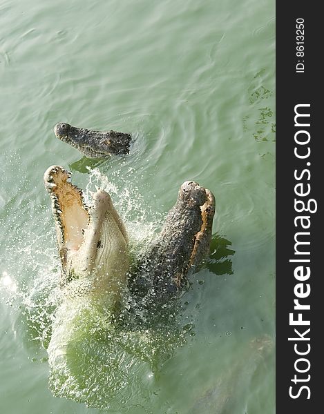 Crocodiles jumping out of the water