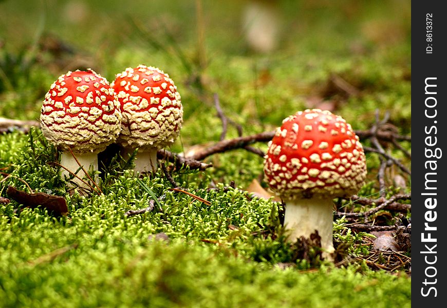 Several fly agarics in pine tree forest