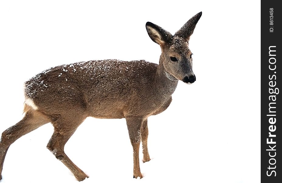 A young roebuck covered with snow standing still and watching for danger.