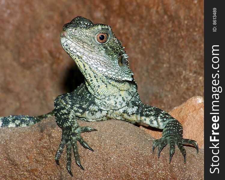 A shot of a Water Monitor.