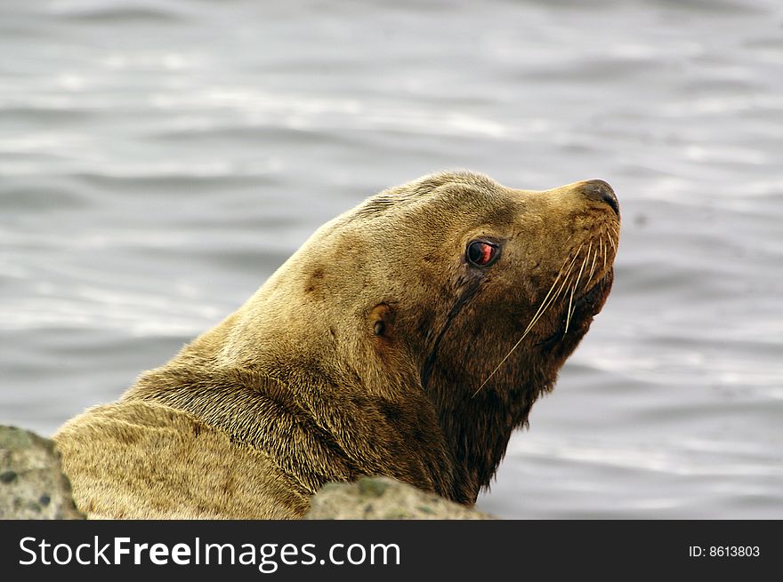 Northern sea-lion (Eumetopias jubatus)