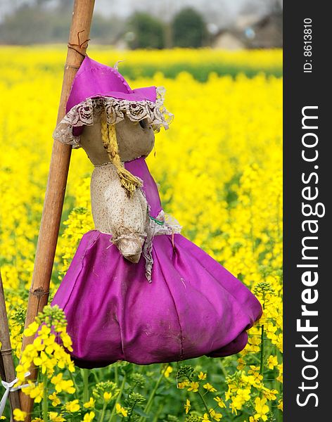 Pengzhou, China: Doll Scarecrow in Rapeseed Field