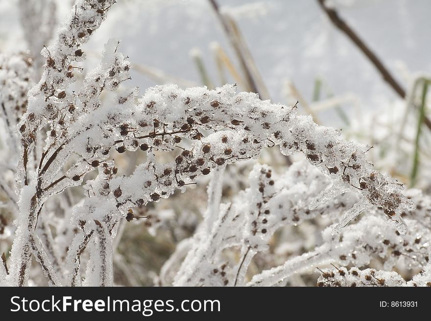 A patch of snowy grasses bends with the weight