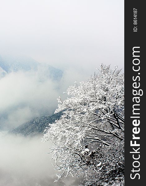 Just after the first storm of winter, ice and snow coat the branches of a tree on top of a mountain. Just after the first storm of winter, ice and snow coat the branches of a tree on top of a mountain