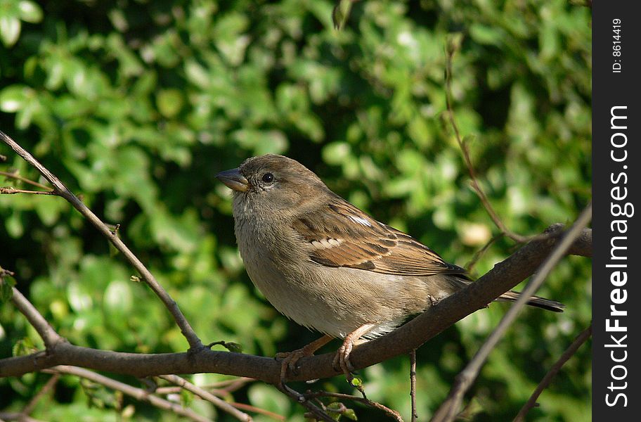 A Sparrow in a tree