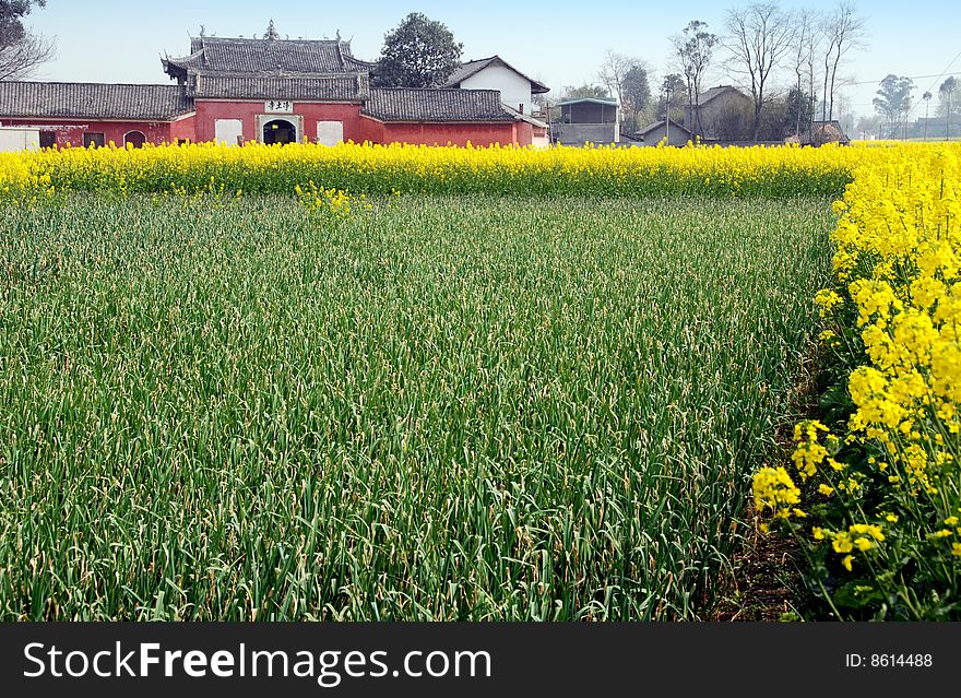 Fields of garlic and yellow rapeseed oil flowers in front of the distant Jing Tu Buddhist temple in Pengzhou, Sichuan province, China - Lee Snider Photo. Fields of garlic and yellow rapeseed oil flowers in front of the distant Jing Tu Buddhist temple in Pengzhou, Sichuan province, China - Lee Snider Photo.