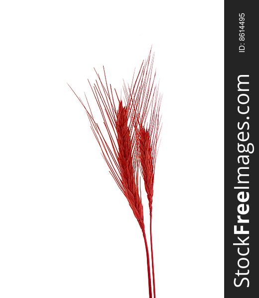 Red wheat isolated on white, home decoration