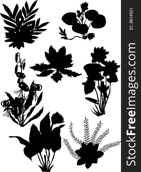Illustration with lily ornamental silhouette isolated on white background