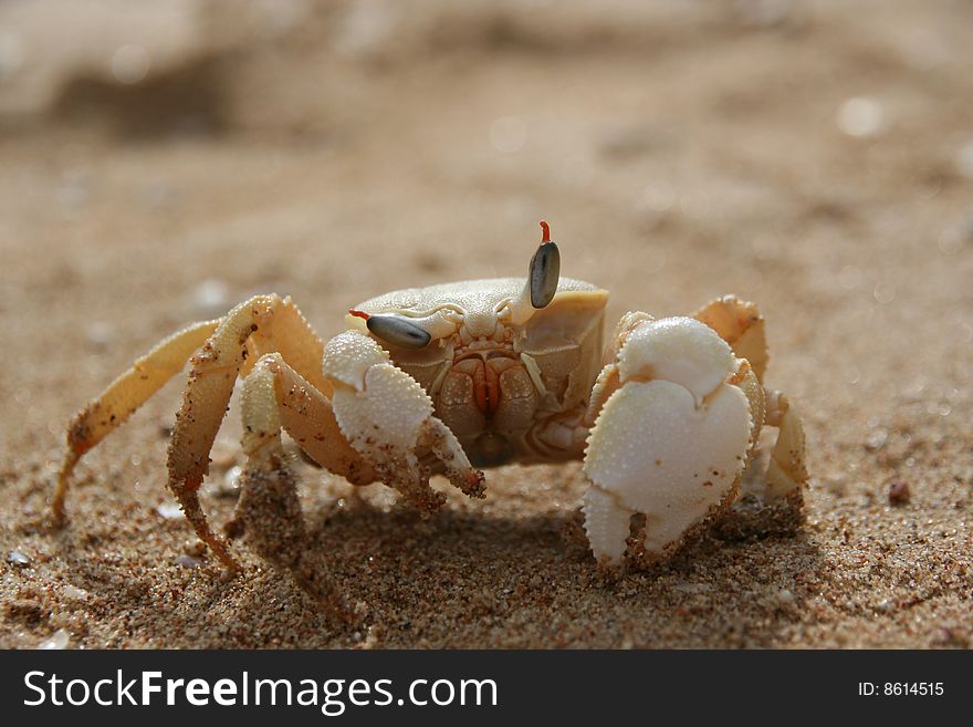 Crab on a reef near Sharm El Sheikh, Egypt. Crab on a reef near Sharm El Sheikh, Egypt