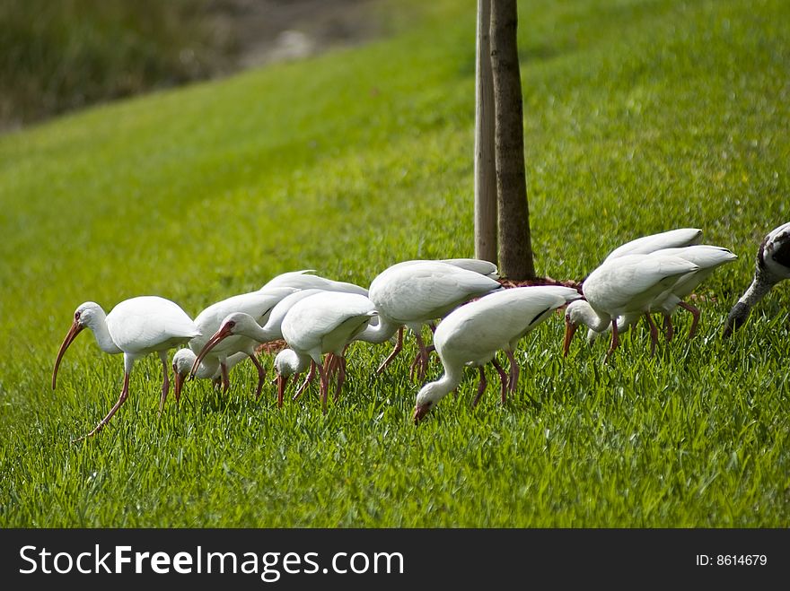 Birds walking on grass and feeding while following their leader. Birds walking on grass and feeding while following their leader.