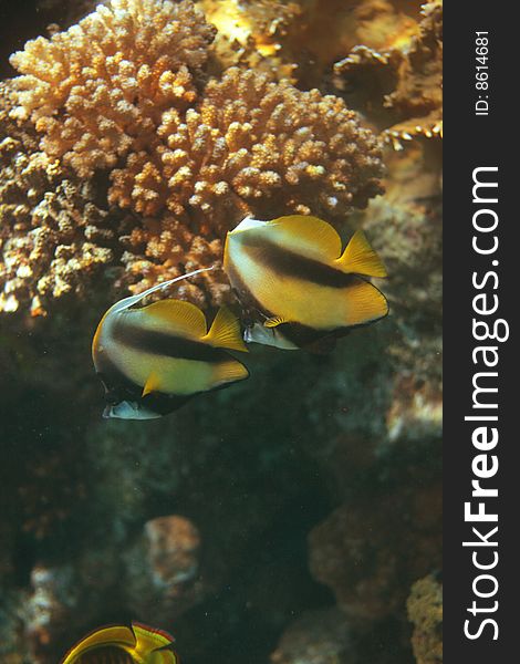 Bannerfish photographed in the Red Sea near Sharm El Sheikh