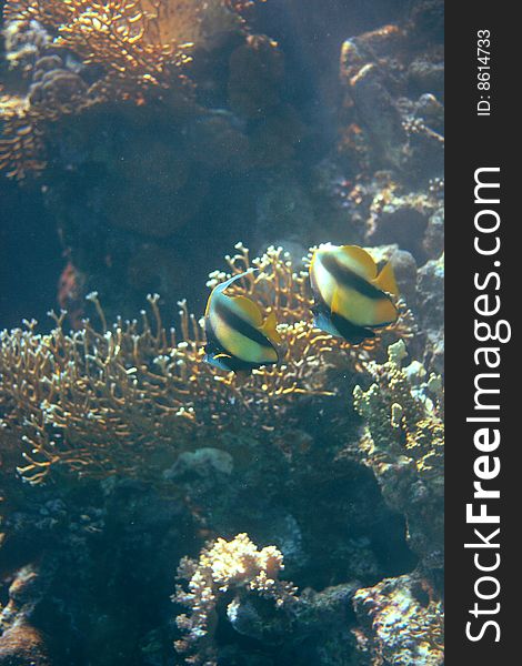 Bannerfish photographed in the Red Sea near Sharm El Sheikh. Bannerfish photographed in the Red Sea near Sharm El Sheikh