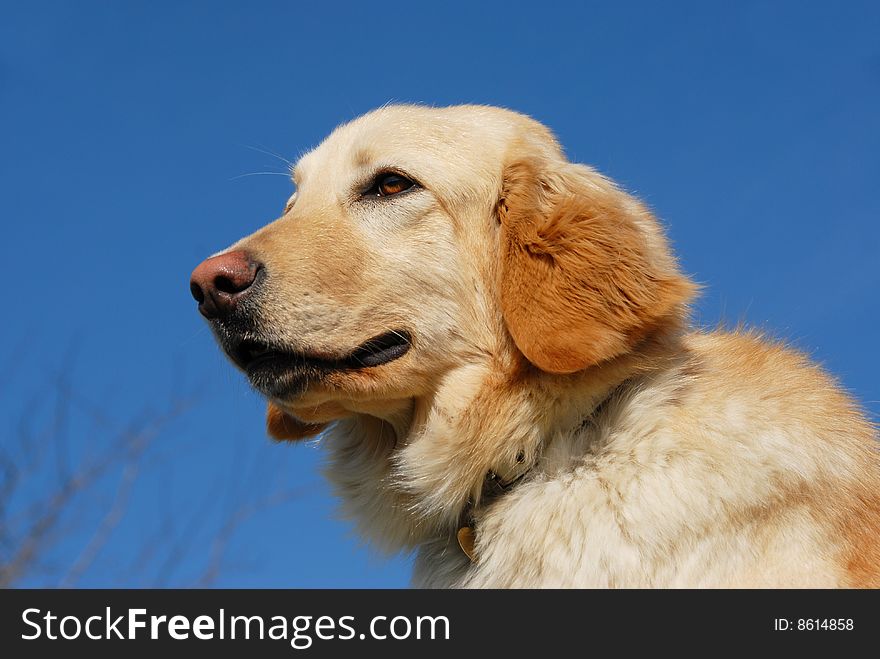 Portrait of a purebred female hovawart dog in a blue sky