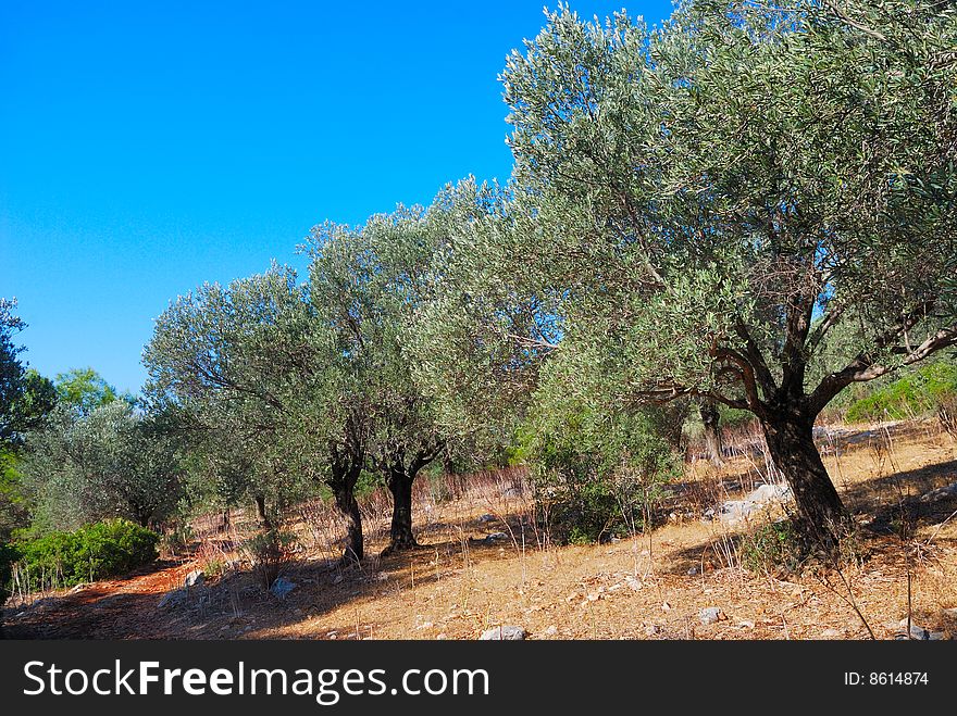 Traditional olive grove in Turkey. Traditional olive grove in Turkey.