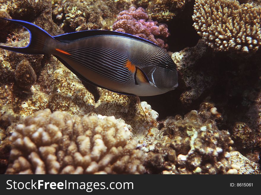 Red Sea Surgeonfish near Sharm el Sheikh