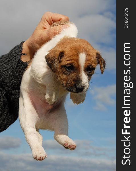 Very young puppy purebred jack russel terrier. Very young puppy purebred jack russel terrier