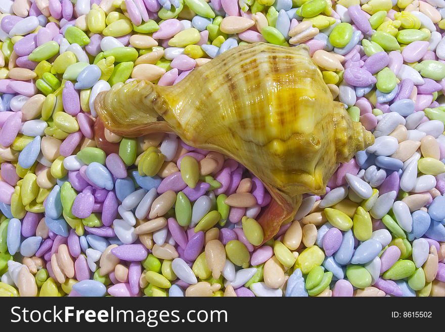 Empty seashel on multicolor glazed seeds background. Empty seashel on multicolor glazed seeds background