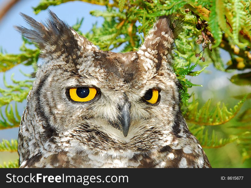 Picture of an owl sitting in a tree