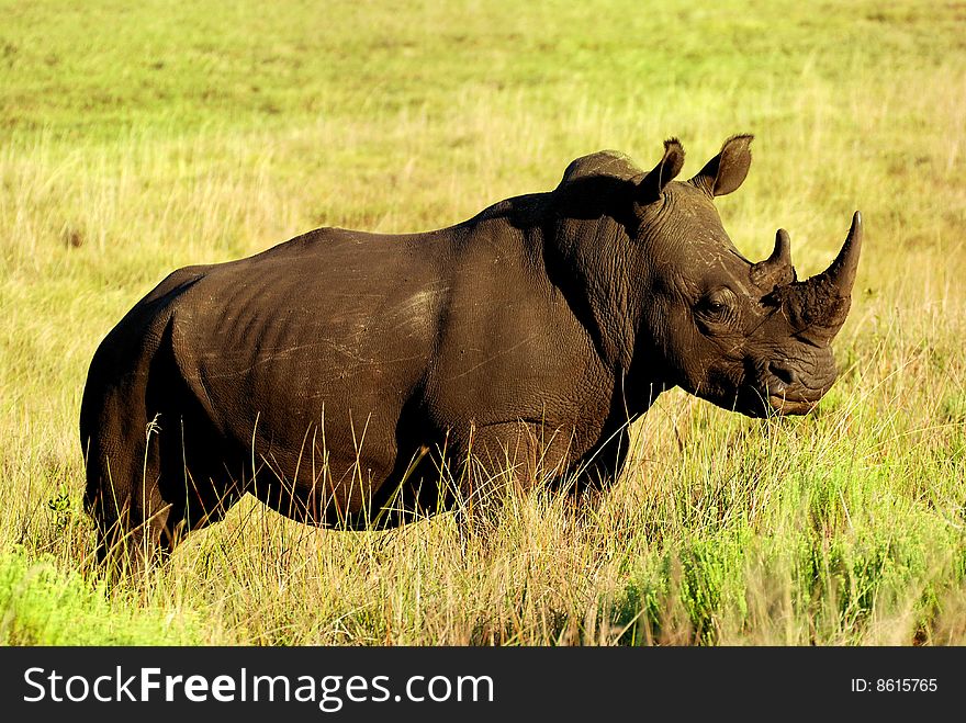 African rhino standing in the field