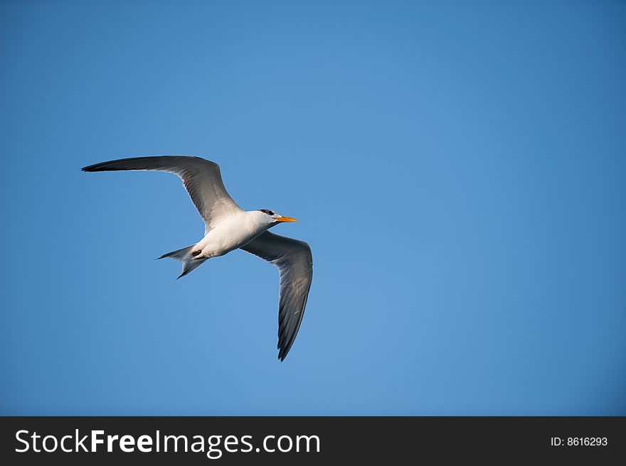 Seagull flying high above with a beautiful blue sky in the background