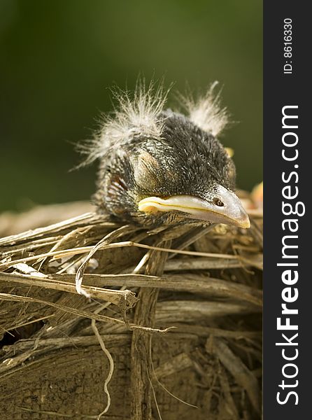 A closeup of a sleeping baby robin with selective focus, copy space, vertical