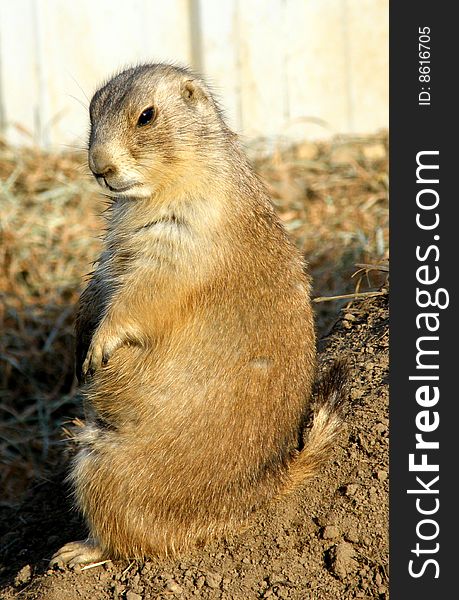 Prairie Dogs