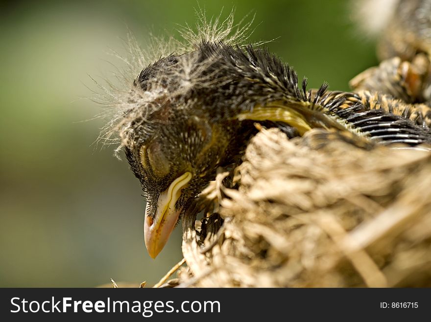 A closeup of a sleeping baby robin with selective focus and copy space