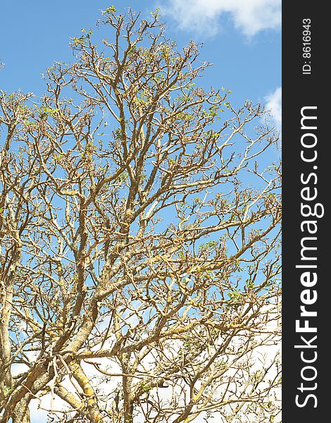 Tree branches against a beautiful blue sky in spring. Tree branches against a beautiful blue sky in spring