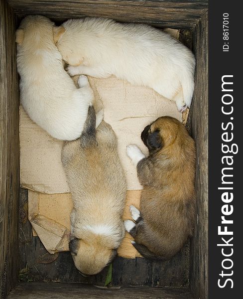 Four Puppies asleep in a wooden crate