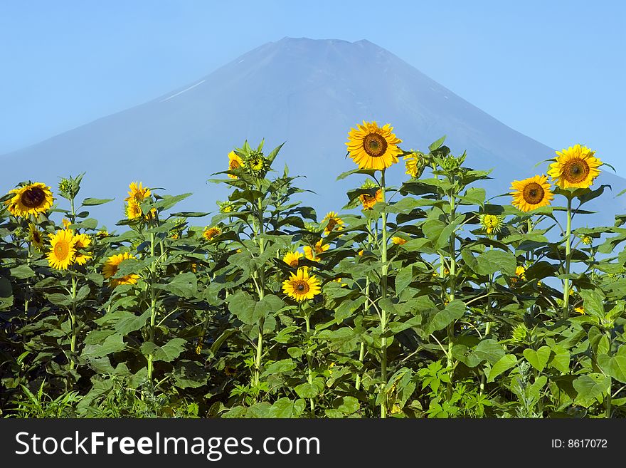 A field of sunflowers with Mount Fuji in the background. A field of sunflowers with Mount Fuji in the background
