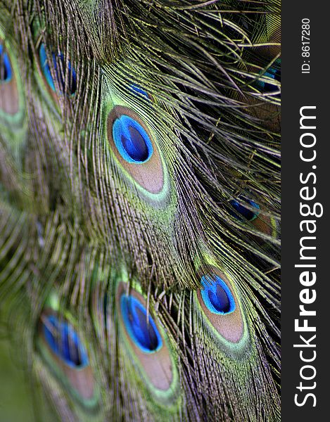 Peacock feathers close-up detail.