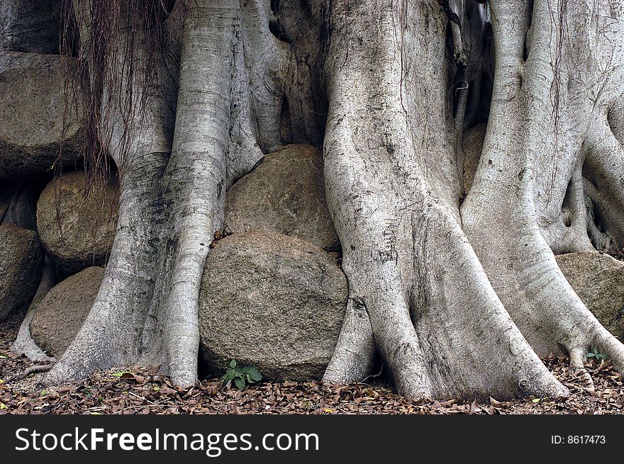 Banyan tree growing through a bunch of rocks,. Banyan tree growing through a bunch of rocks,